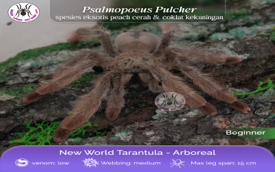 Psalmopoeus Pulcher / Panama Blonde Mature Male Tarantula